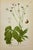 Illustration Carl Lindman Botanical Prints – Buttercups, Dock, Brookweed & Alpine (1922), Set of 8 For Sale - Image 3 of 9