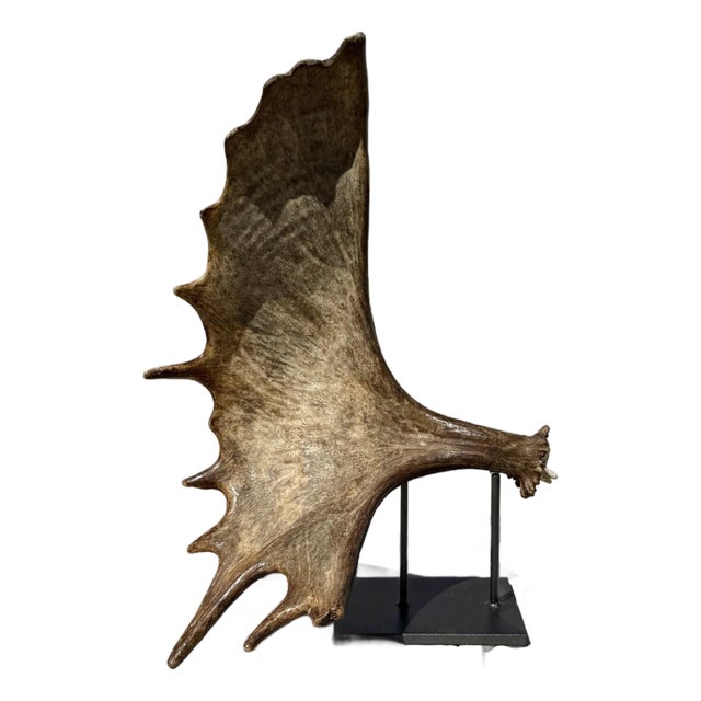 Large Mounted Moose Paddle/Antler For Sale