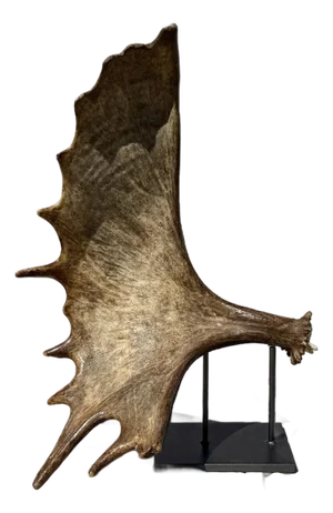 Large Mounted Moose Paddle/Antler