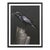 Peter Samuels Poe, the Half Blind Raven Signed Photograph 3/100 Framed 2015 For Sale