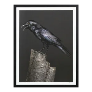 Peter Samuels Poe, the Half Blind Raven Signed Photograph 3/100 Framed 2015