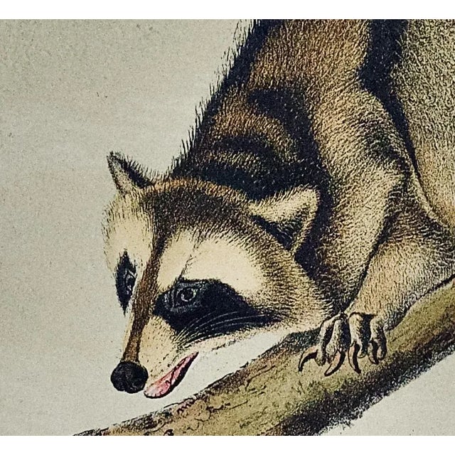 This is an original 19th century John James Audubon hand colored lithograph entitled "Raccoon", No. 13, Plate LXI, 61,...