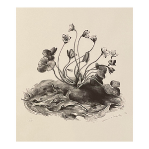 1946 Victoria Hutson Huntley Hepaticas Lithograph