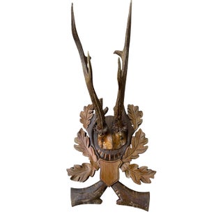 Roe Deer Trophy 132 Black Forest Antlers For Sale