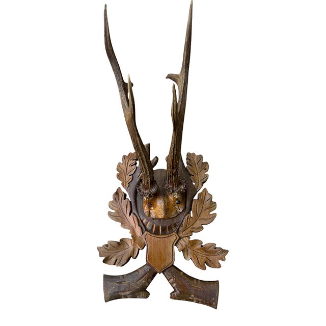 Roe Deer Trophy 132 Black Forest Antlers For Sale