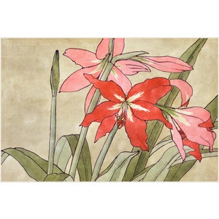 1915 Vintage Amaryllis Botanical Art Print by Hannah Borger Overbeck - 12" X 8" For Sale