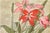 1915 Vintage Amaryllis Botanical Art Print by Hannah Borger Overbeck - 12" X 8" For Sale