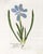 Reproduction Prints of Antique British Botanical Set of 12 - 11" X 14" For Sale In Los Angeles - Image 6 of 7