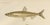 Paper Smelt and Capelin and Tench, 1895, Paper For Sale - Image 7 of 10