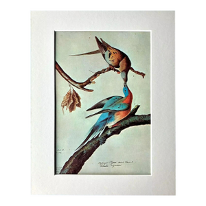 Vintage John James Audubon Matted Print, 1966: Passenger Pigeon