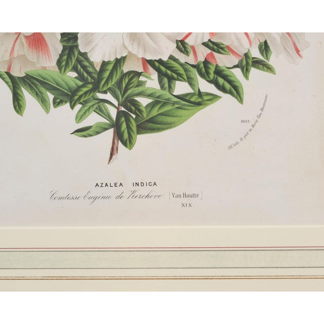 Set of Nine Botanical Lithograph Prints After Louis Van Houtte For Sale - Image 10 of 18