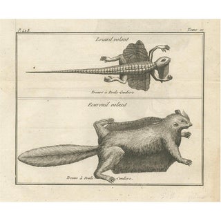 Poulo Condore, Flying Lizard and Flying Squirrel, 1770, Print For Sale