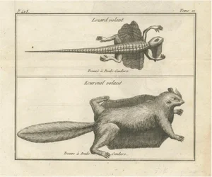 Poulo Condore, Flying Lizard and Flying Squirrel, 1770, Print