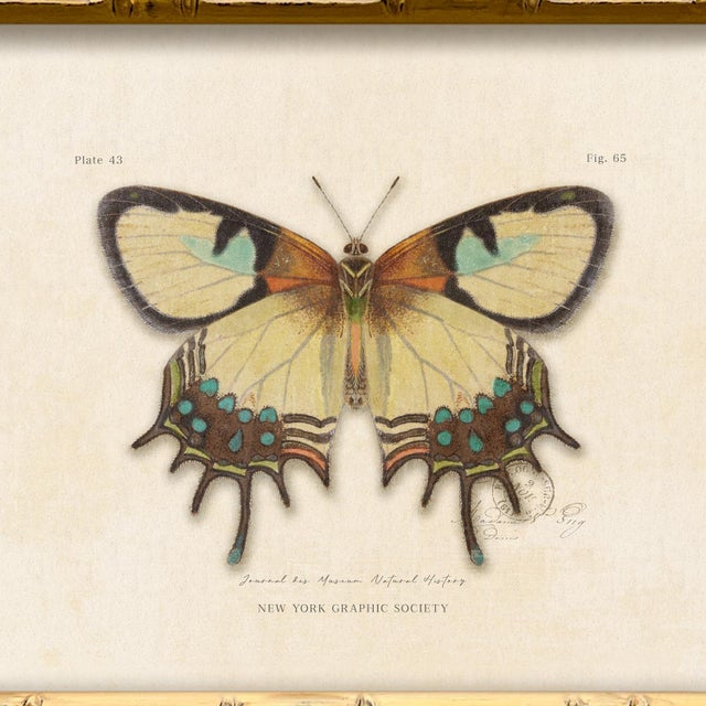 Illustration Reproduction Vintage "Garden Friends" Art Print (15), Framed Butterfly For Sale - Image 3 of 6