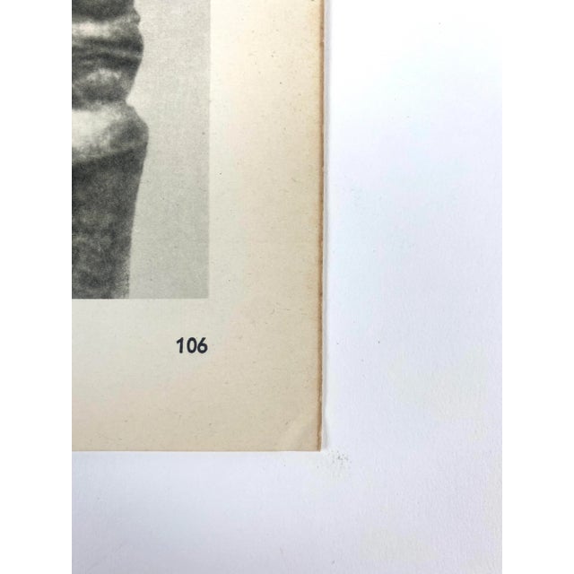 1940s Framed Botanical Blossfeldt Print - No. 106 For Sale - Image 4 of 5