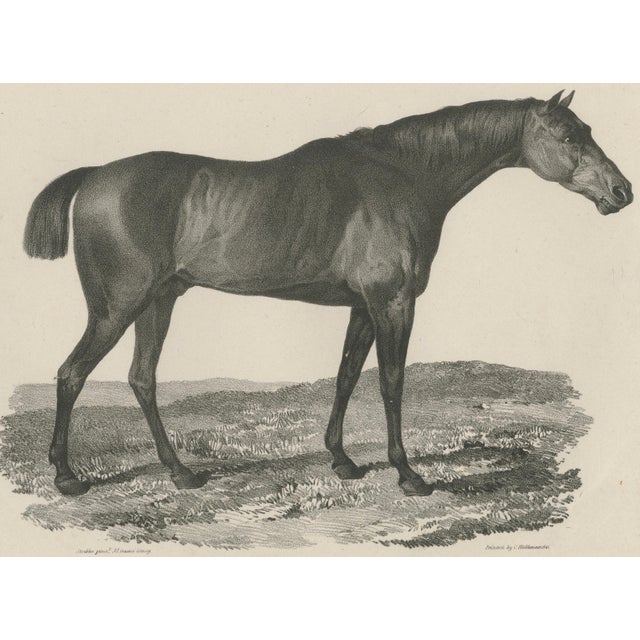 Maxim Gauci, Sharke Thoroughbred Horse Portrait, Lithograph, 1840 For Sale - Image 6 of 9