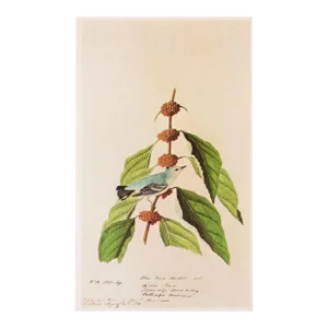 1966 Vintage Cottage Print "Cerulean Warbler" After John James Audubon