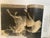 1970s The Imperial Horse Book on the History of Lipizaneer For Sale - Image 4 of 8