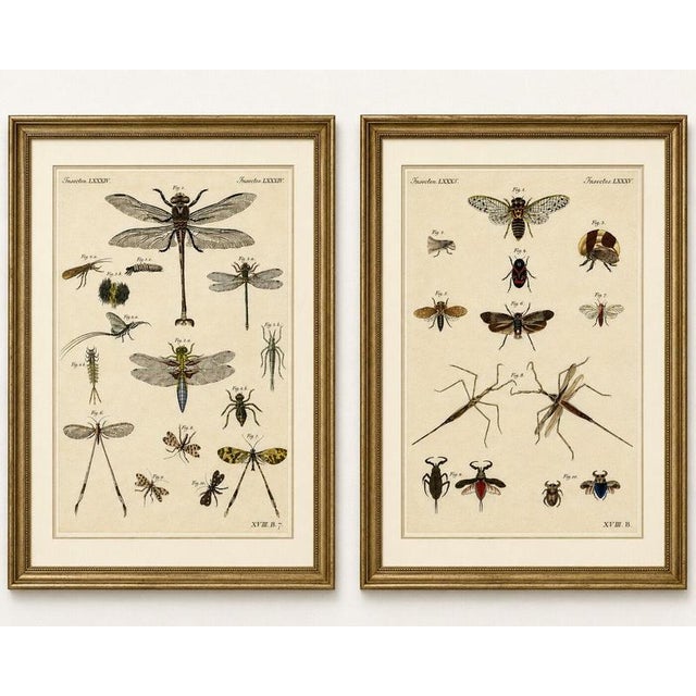 Title: pair of antique dragonfly, cicada & exotic insect engravings – bertuch, c. 1815 a decorative set of two original...