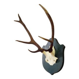 Large Black Forest 8 Pointer Red Deer Trophy on Wooden Plaque ca.1920 For Sale