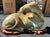 Late 20th Century Carved Hardstone Reclining Horse Sculptures on Organic Wood Bases - a Pair For Sale - Image 4 of 13