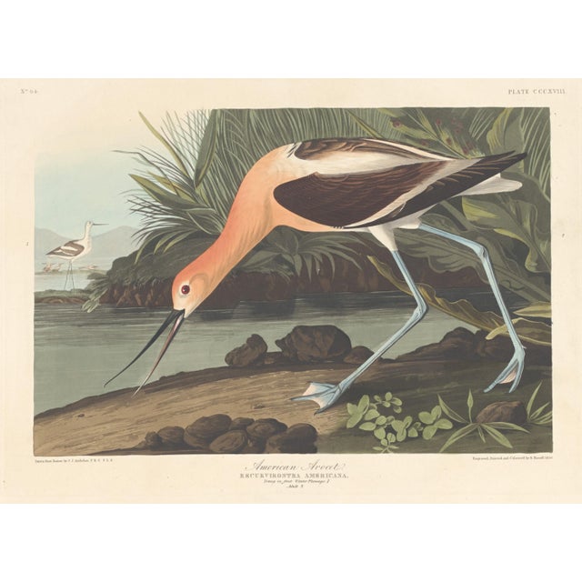 American Collection of 4 Vintage 1966 John James Audubon Double-Sided Waterbird Prints For Sale - Image 3 of 9