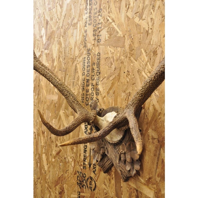 Antique Black Forest Victorian Wall Mounted Taxidermy Large Deer Skull & Antlers For Sale - Image 14 of 17
