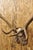 Antique Black Forest Victorian Wall Mounted Taxidermy Large Deer Skull & Antlers For Sale - Image 14 of 17