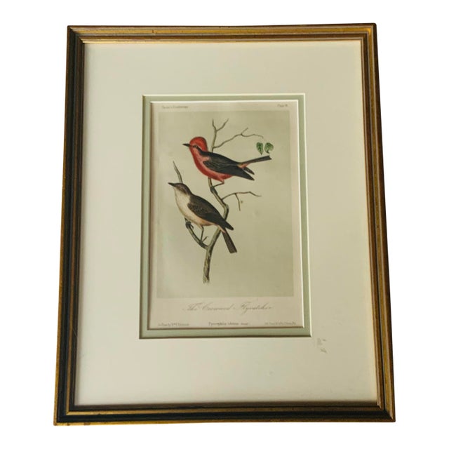 Antique Hand-Colored Litghograph , "The Crowned Flycatcher" C. 1853 For Sale