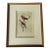 Antique Hand-Colored Litghograph , "The Crowned Flycatcher" C. 1853 For Sale