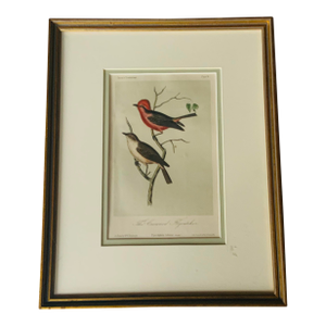 Antique Hand-Colored Litghograph , "The Crowned Flycatcher" — John Cassin, Plate 8, C. 1853–1856