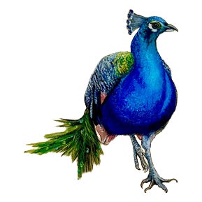 Anastasia Gklava, Peacock, Oil Painting with Gold Leaf on Circular Canvas, 2025 For Sale