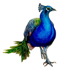 Anastasia Gklava, Peacock, Oil Painting with Gold Leaf on Circular Canvas, 2025