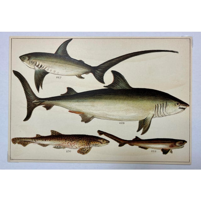 Illustration Antique Fish Print Featuring a Thrasher, Basking Shark, Brown Shark & Rough Hound From England - Circa 1902 For Sale - Image 3 of 8
