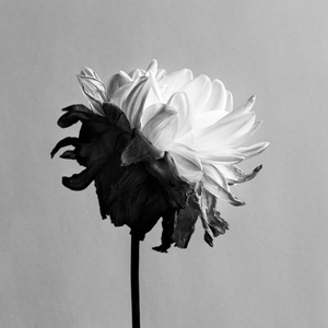 Ugne Pouwell, Liminal, 2026, Archival Pigment Print, Limited Edition of 15