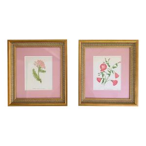 Antique Botanical Woodblock Prints Circa 1905, Pair, Framed