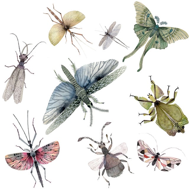 Buggy Linen Pillow Hidden zipper in back Knife edge finish Feather down fill Insect symbolism dates back to Ancient times....