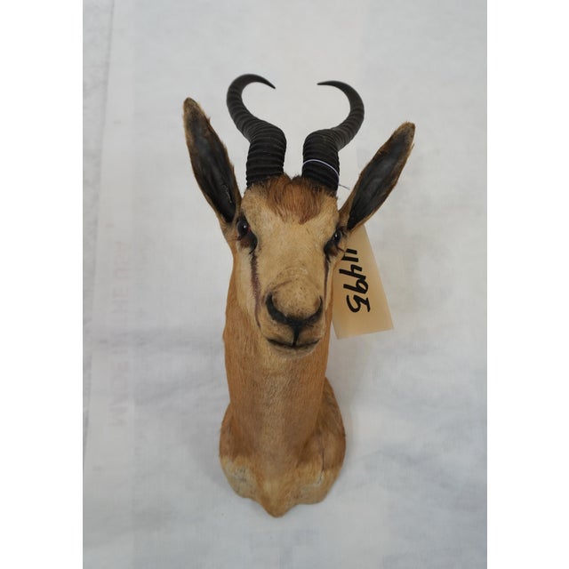Springbuck Taxidermy Mount Bust Head For Sale - Image 4 of 15