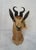 Springbuck Taxidermy Mount Bust Head For Sale - Image 4 of 15