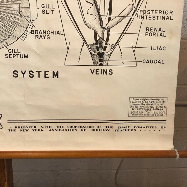 Mid 20th Century Educational Zoological Dogfish Anatomy Chart by New York Scientific Co. For Sale In New York - Image 6 of 12