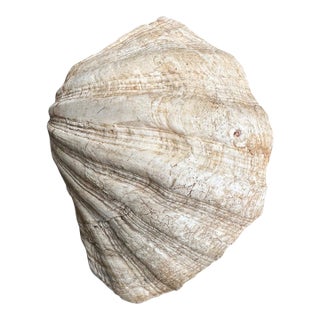 Large Vintage Natural Giant Clam Shell Decorative Bowl | Coastal Organic Decor For Sale