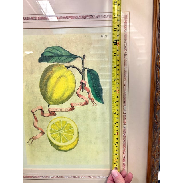 Vintage Framed “Limon Sbardonius” Lemon Citrus Botanical Print After Giovanni Battista Ferrari For Sale - Image 9 of 11
