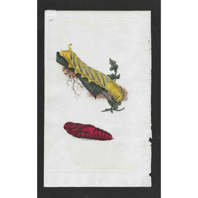 1802 English hand colored engraving of the larva of sphinx atropos, also known as death's head or Bee Tiger Hawk Moth.