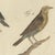 Bertuch, Thrushes, Blackbird and Ring Ouzel, 1805, Print For Sale - Image 6 of 12