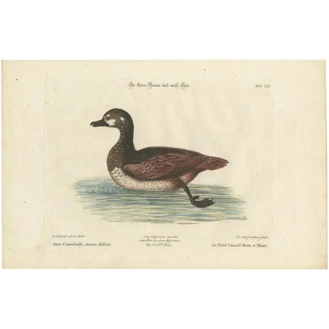 Paper Seligmann, Small Brown and White Duck, 1770, Paper For Sale - Image 7 of 7