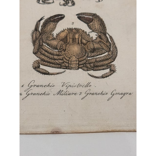 Antique Italian Natural History Prints Conchiglie & Crostacei - Set of 3 For Sale - Image 4 of 9
