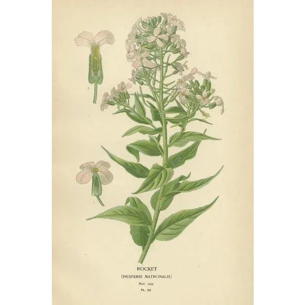 E. Step, Ephemeral Blossoms: Flowers of Garden and Greenhouse, 1896, Print For Sale - Image 3 of 6