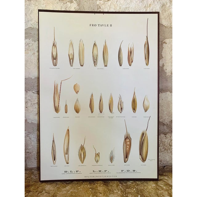 Mid 20th Century Vintage Botanical Danish Seed Catalog Lithograph Poster No. 2, New Old Stock For Sale - Image 5 of 12
