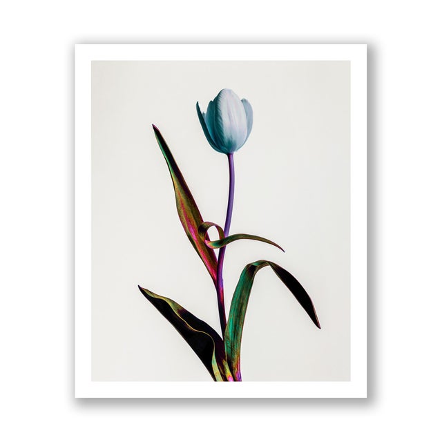 Guy Sargent, Tulip Mania, Print For Sale - Image 4 of 6