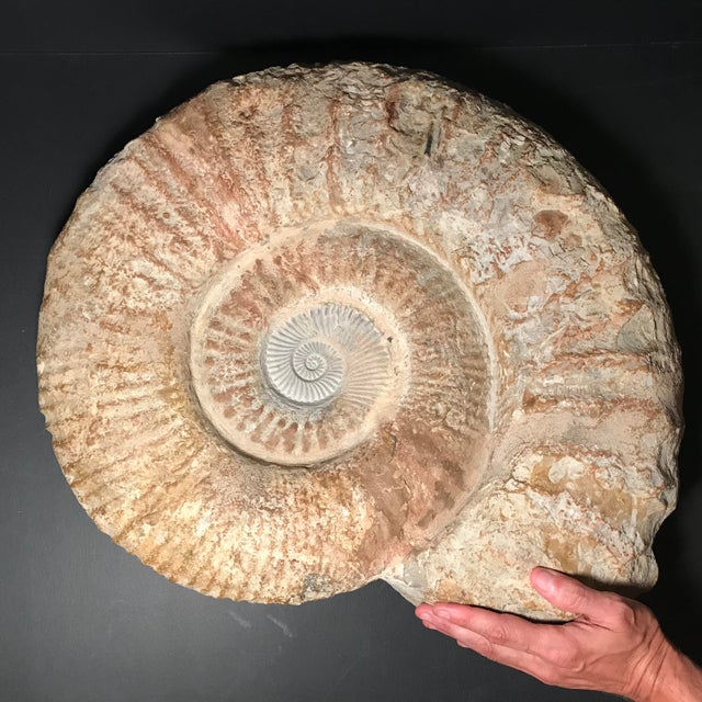50 Million 300 Million Years Old Large 22” Cretaceous Period Ammonite